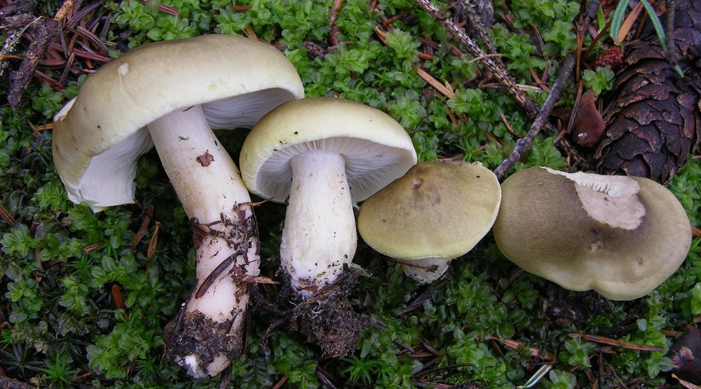 Funghi facili di ottobre(1).